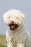 LAGOTTO 138
